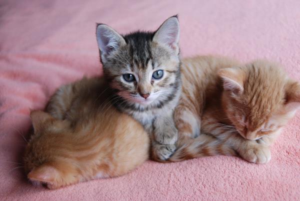 /Images/uploads/Humane Society of Utah/HSU2018/entries/3926thumb.jpg